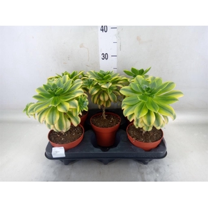 Aeonium   ...