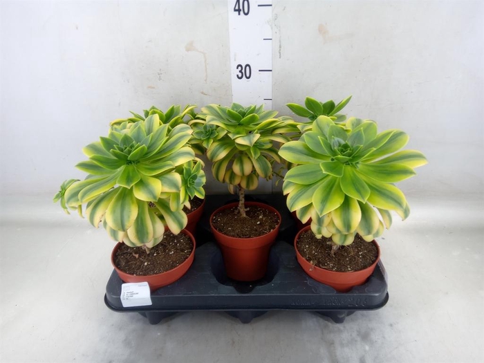 <h4>Aeonium   ...</h4>