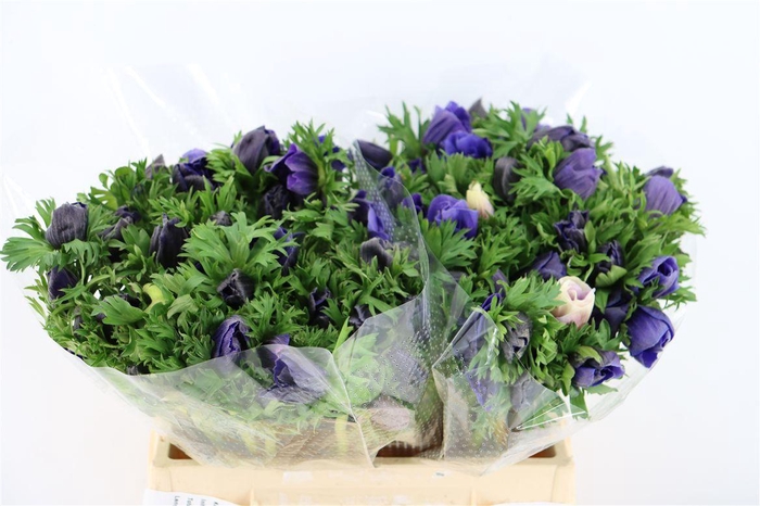 <h4>Anem Marianne Blue</h4>