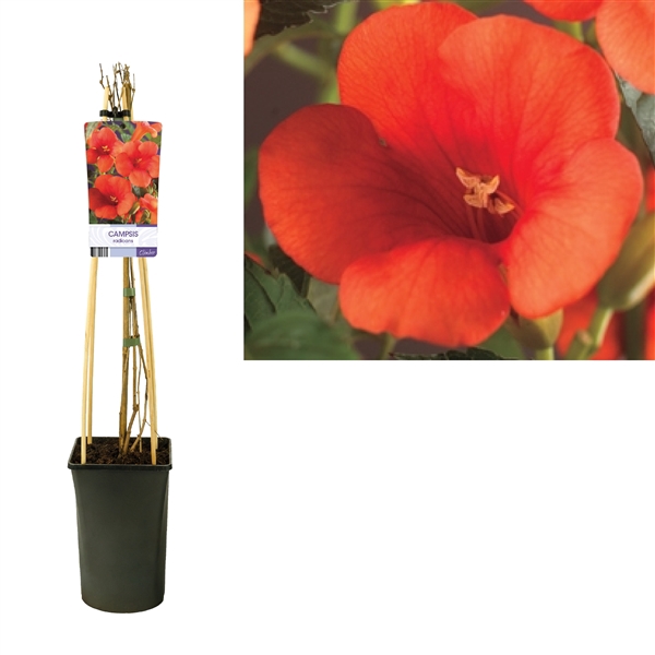 <h4>Campsis radicans +light label</h4>