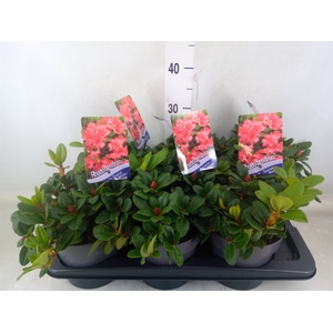 Rhododendron forr. 'Scarlet Wonder'