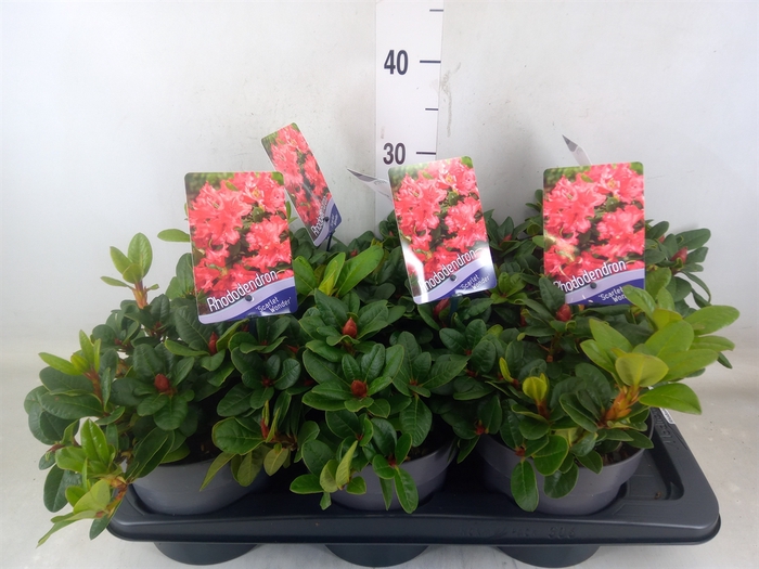 <h4>Rhododendron forr. 'Scarlet Wonder'</h4>
