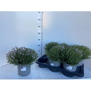 THYM VULGARIS