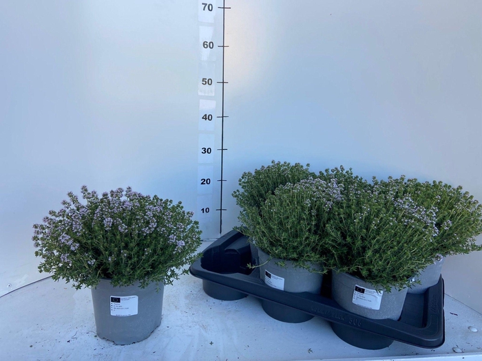 <h4>THYM VU COMPACTUS</h4>