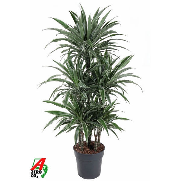<h4>Dracaena Warneckei 90-carrousel</h4>