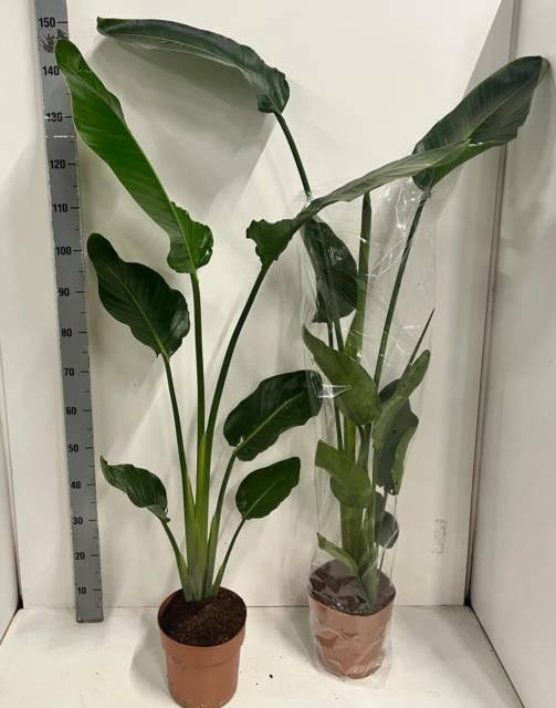 <h4>STRELITZIA NICOLAI</h4>