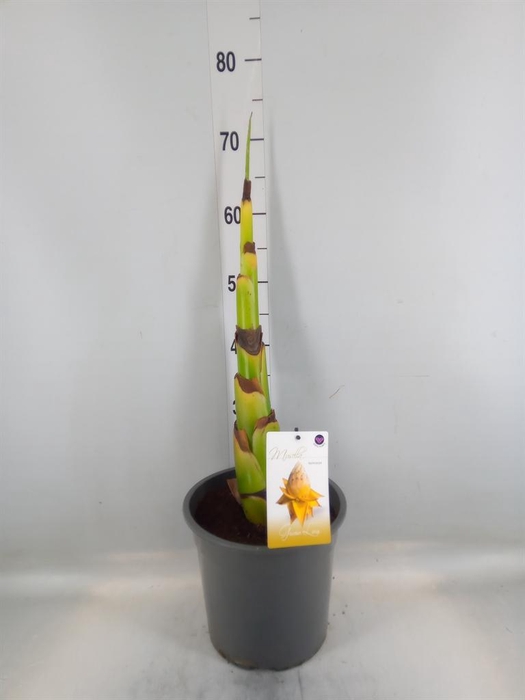 <h4>Musella lasiocarpa</h4>