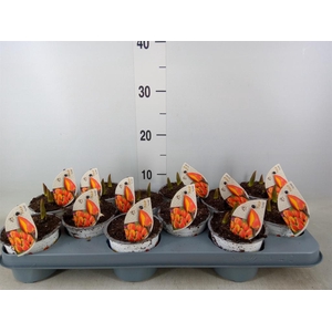 Tulipa EN 'Flair'
