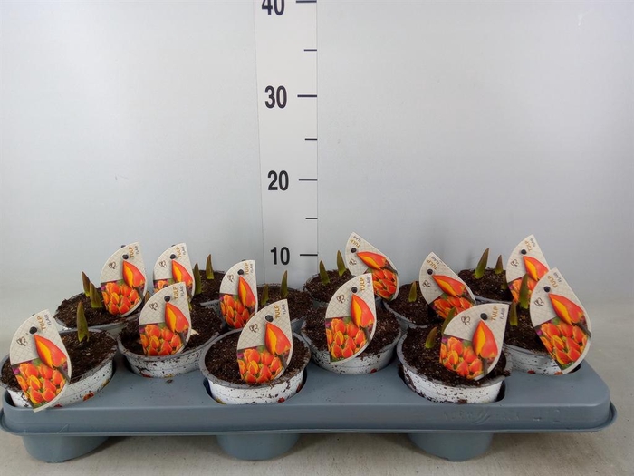 <h4>Tulipa EN 'Flair'</h4>