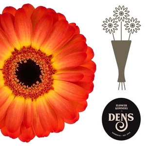 Germini Flamazing Water