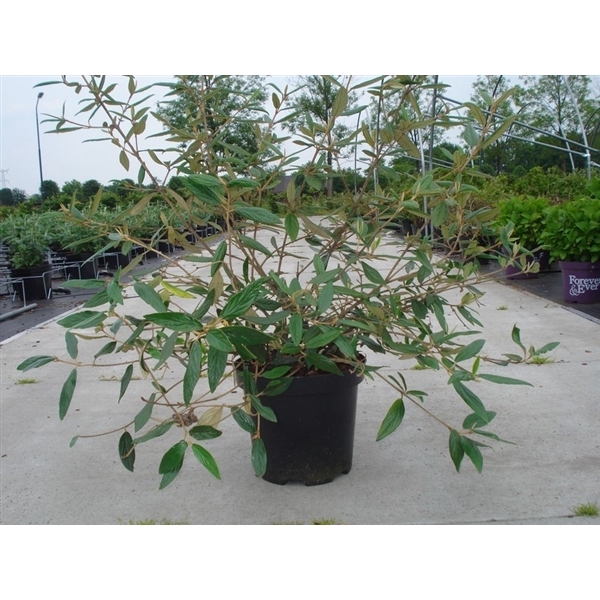 Viburnum pragense C12 60-80