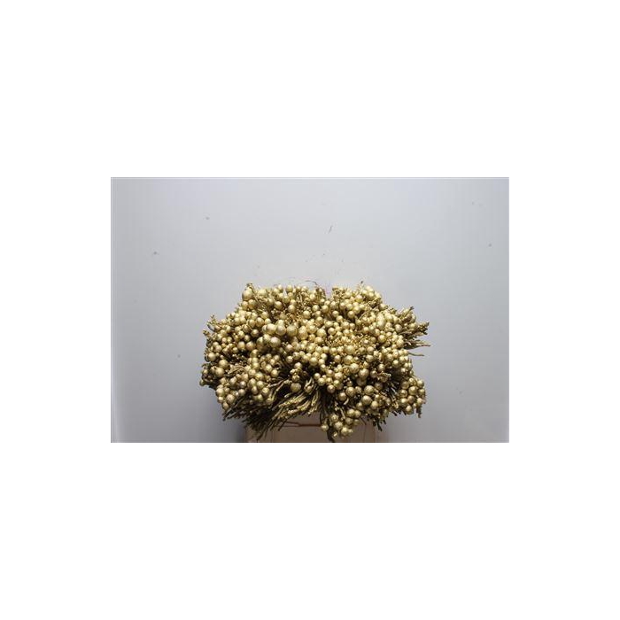 <h4>Kaaps Brunia Silver Goud</h4>