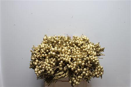 Kaaps Brunia Silver Goud