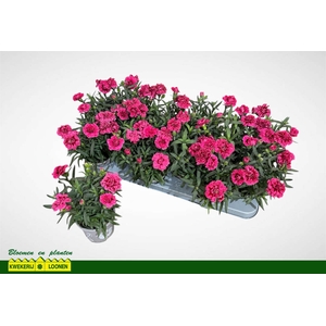 DIAN OSC PURPLE WING