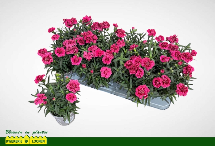 <h4>DIAN OSC PURPLE WING</h4>