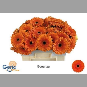 Ge Gr Bonanza