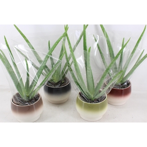 arr3 OV - Ker. Amalfi Aloe vera x4