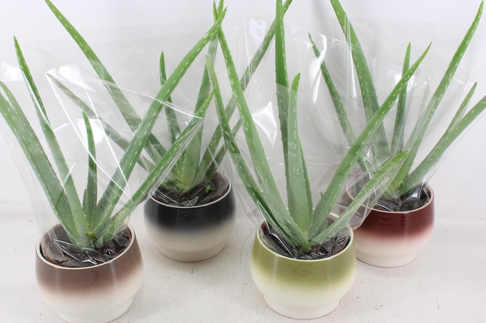 <h4>arr3 OV - Ker. Amalfi Aloe vera x4</h4>