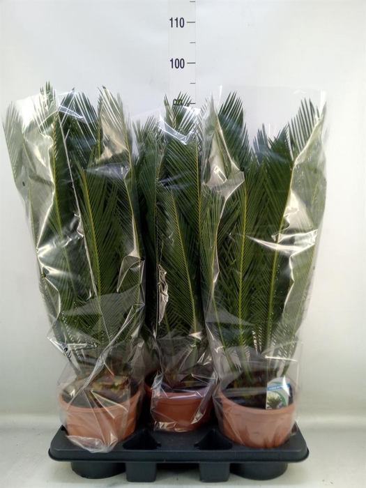 <h4>Cycas revoluta</h4>