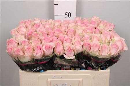 <h4>R Gr Avalanche Sorb+</h4>