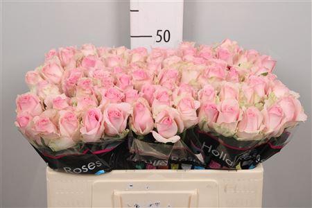 <h4>R Gr Avalanche Sorb+</h4>