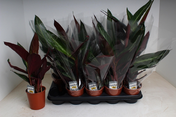 <h4>STROM SA STRIPESTAR</h4>