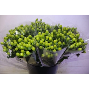 Hyp Coco Bamboo X5