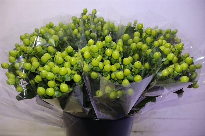 <h4>Hyp Coco Bamboo X5</h4>