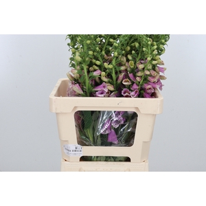 Digitalis