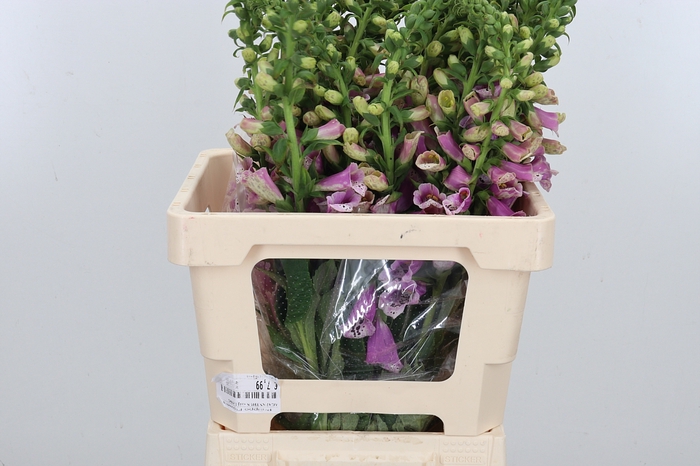 <h4>Digitalis</h4>