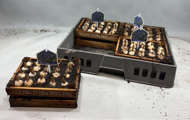 <h4>Arr Muscari</h4>