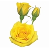 ROSA SPRAY YELLOW BABE 050 CM