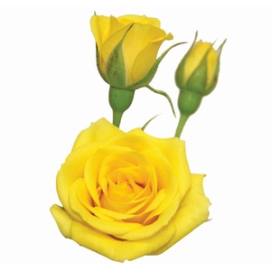 ROSA SPRAY YELLOW BABE 040 CM