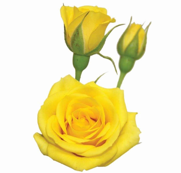 <h4>ROSA SPRAY YELLOW BABE 050 CM</h4>