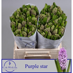 HYAC PURPLE STAR