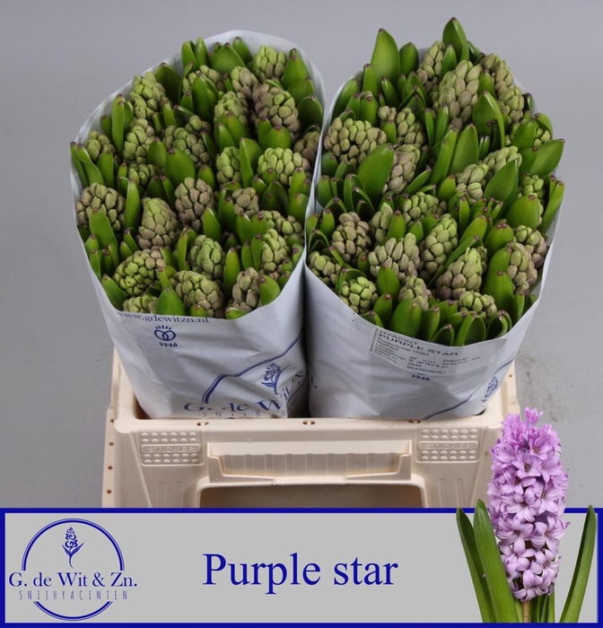 <h4>HYAC PURPLE STAR</h4>