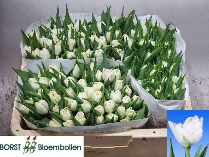 <h4>TU DU GALILEO</h4>