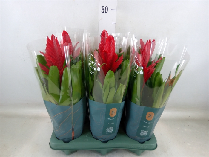 <h4>Vriesea  'Intenso Red'</h4>