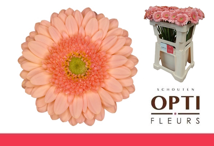 <h4>Germini Ice Cream Water</h4>