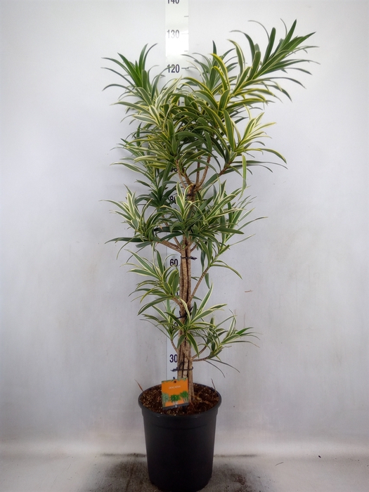 <h4>Dracaena refl.   ...</h4>