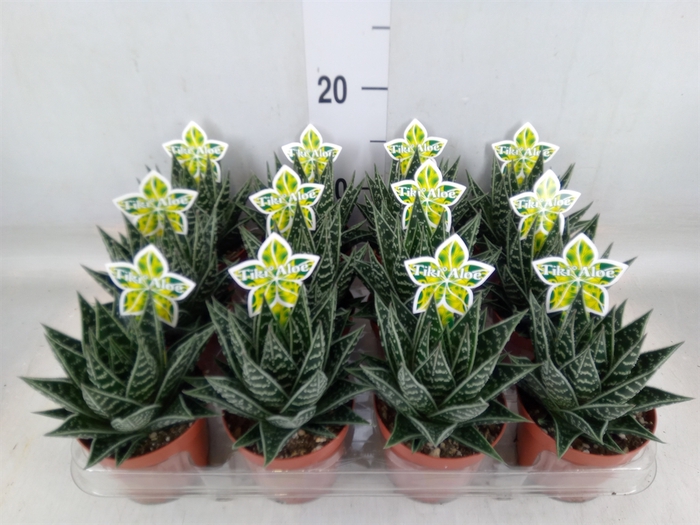 <h4>Aloe aristata 'Tiki Tahi'</h4>