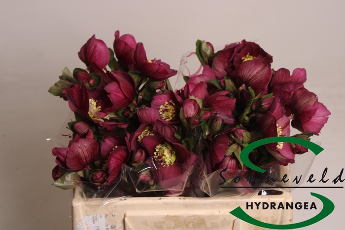 <h4>HELL AAR SARA RED</h4>