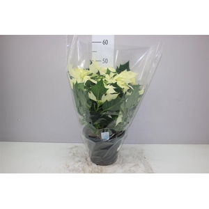 Euphorbia P Bush Alaska Wit