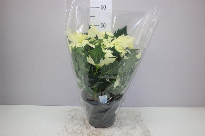 <h4>Euphorbia P Bush Alaska Wit</h4>