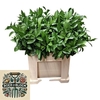 Ruscus