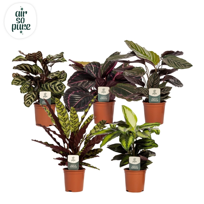 <h4>Calathea Special mix min. 3 soorten Air So Pure</h4>