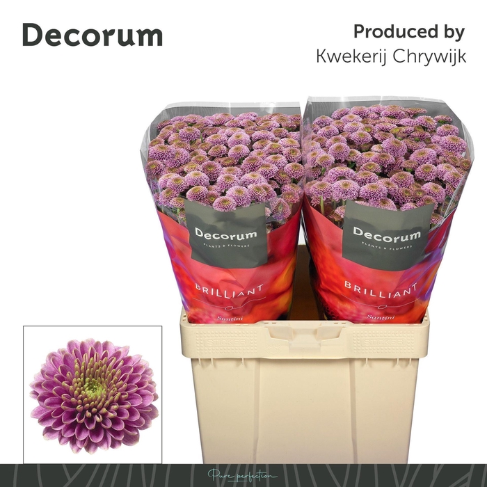 <h4>Chr San AAA Doria</h4>