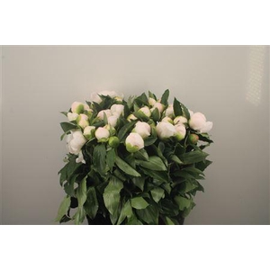 Paeo L White Elegance