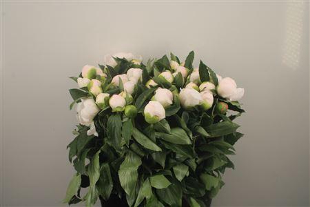 <h4>Paeo L White Elegance</h4>