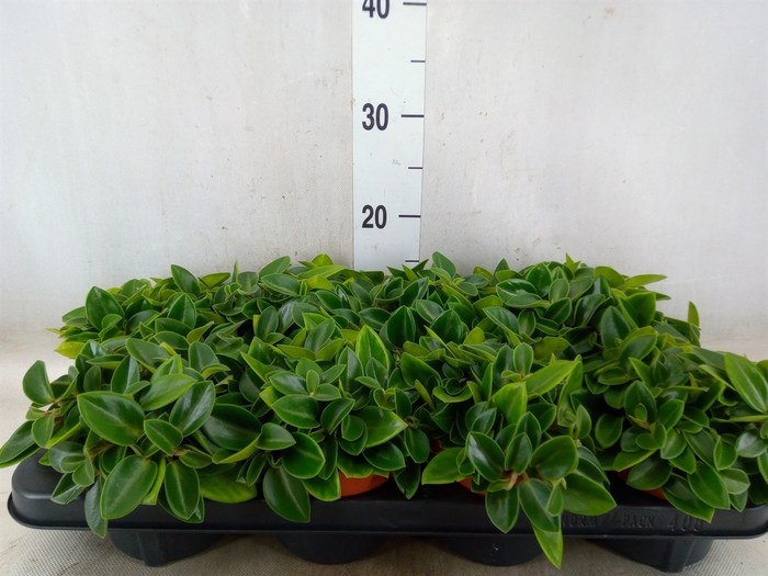<h4>Peperomia pros. 'Pixie'</h4>